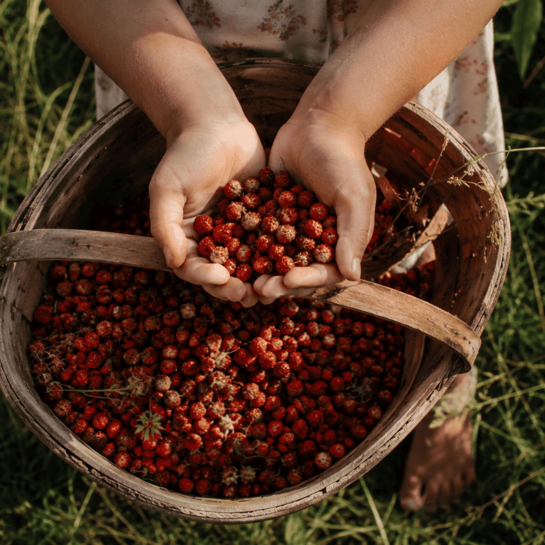 Handful of fresh wild red berries in a basket for cooking and recipes.